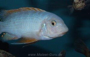 Labeotropheus fuelleborni 'Chidunga Rocks'